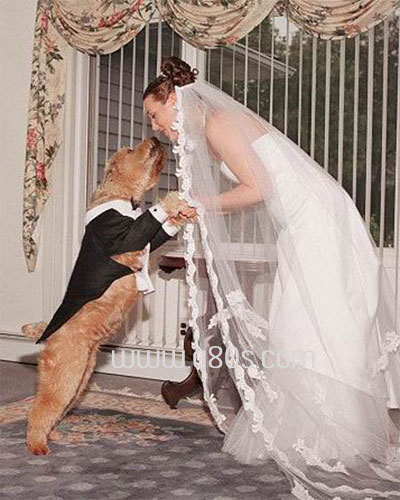 wanita nikahi anjing 1